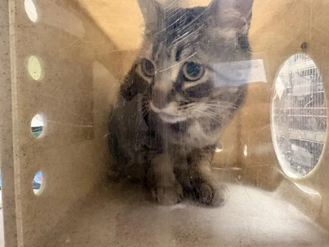 An adult large-sized male Domestic Short Hair cat named Tyson for adoption in Riverside, CA