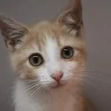 A baby small-sized female Domestic Short Hair cat named Iva  buff and for adoption in Defiance, OH