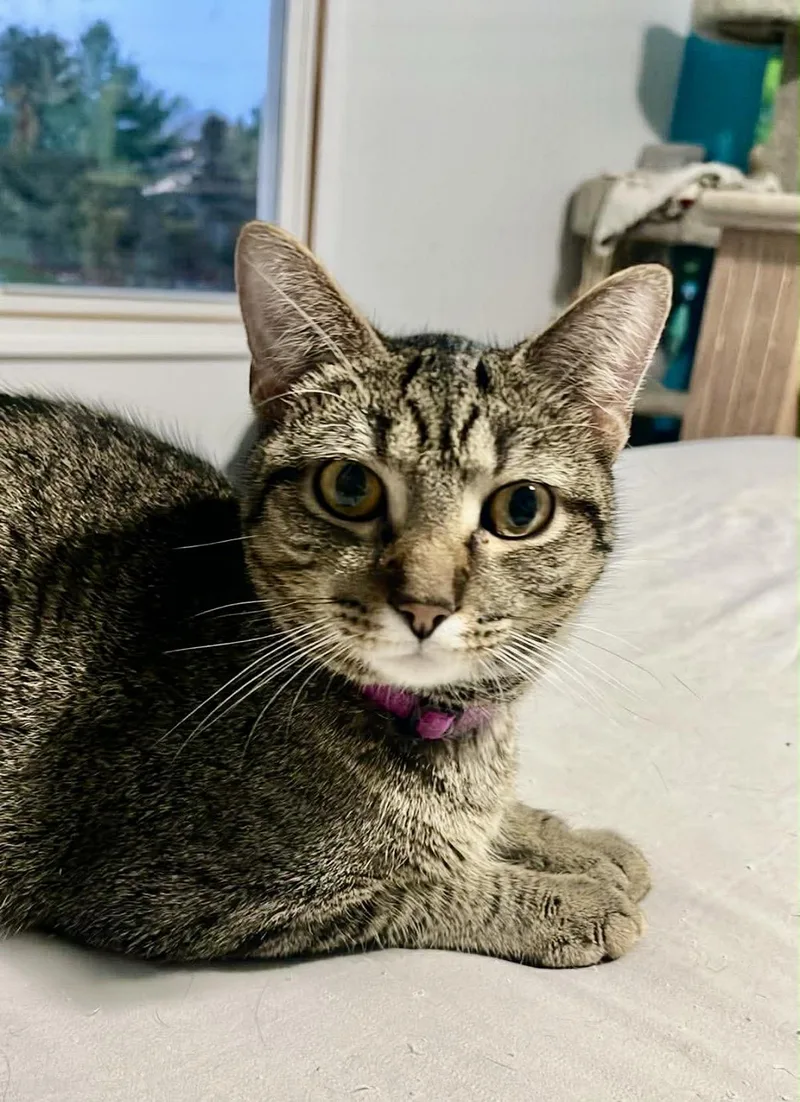 An adult medium-sized male Tabby (Brown / Chocolate) Domestic Short Hair cat named Zig Zag for adoption in Huntley, IL