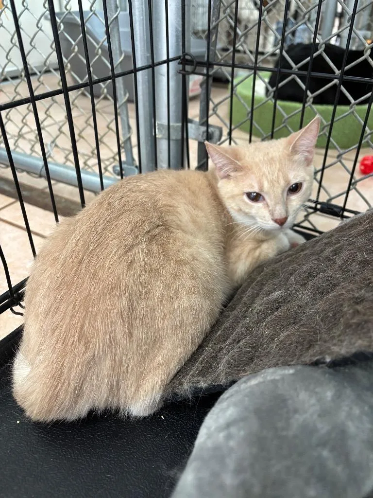A baby medium-sized male Domestic Short Hair cat named Limerick for adoption in Peoria, AZ