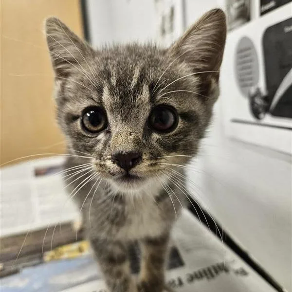 A baby small-sized female Brown / Chocolate Domestic Short Hair cat named Cranberry for adoption in Jacksonville, FL