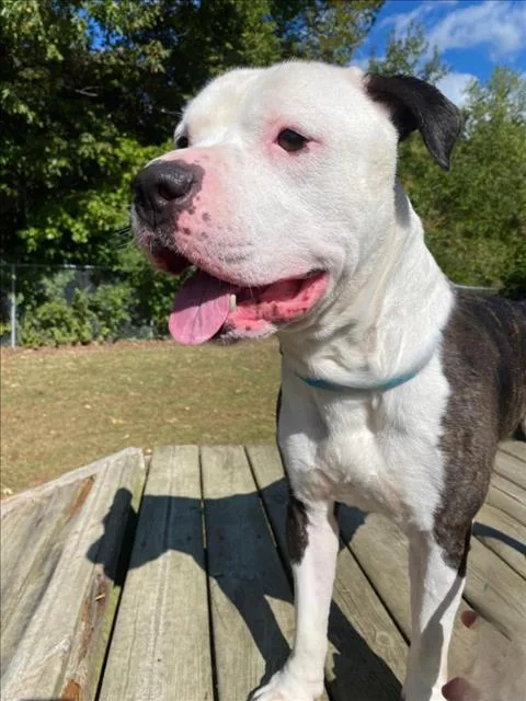 An adult large-sized male American Bulldog dog named Brock for adoption in Clinton Township, MI
