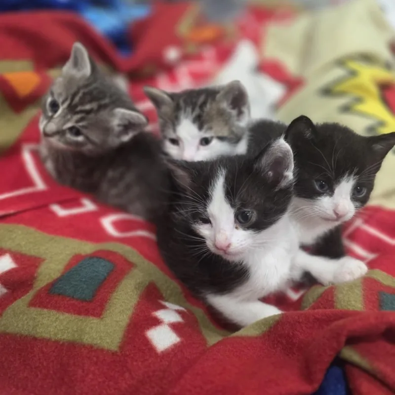A baby small-sized male White Domestic Short Hair cat named Tasty Tweets for adoption in Westminster, CA