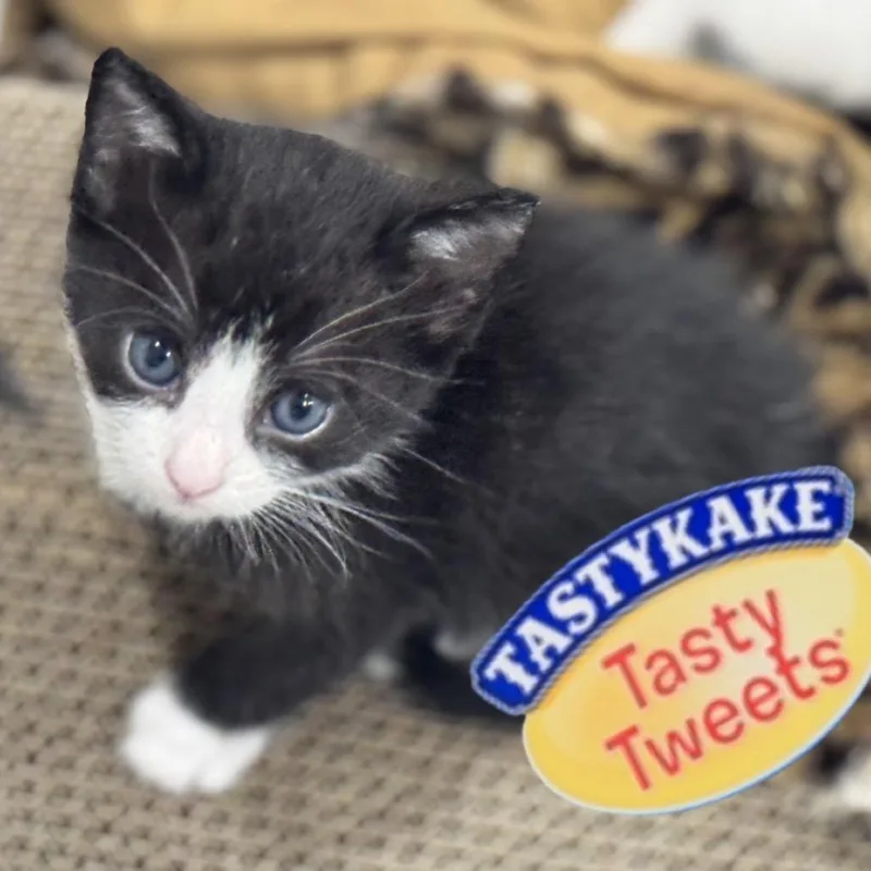 Tasty Tweets thumbnail 2