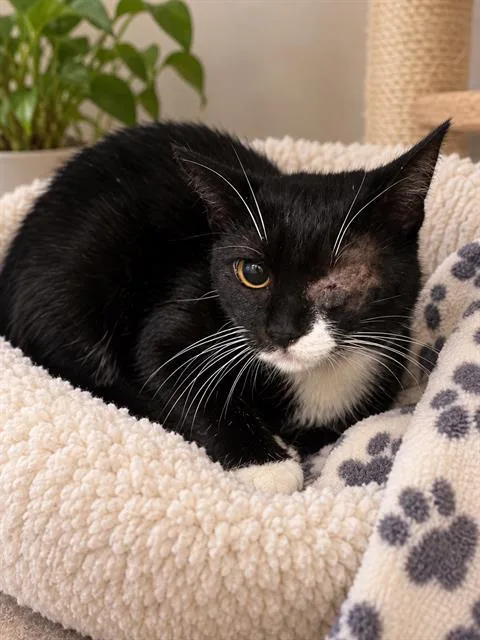 A baby small-sized female Domestic Short Hair cat named Sushi for adoption in Long Beach, CA