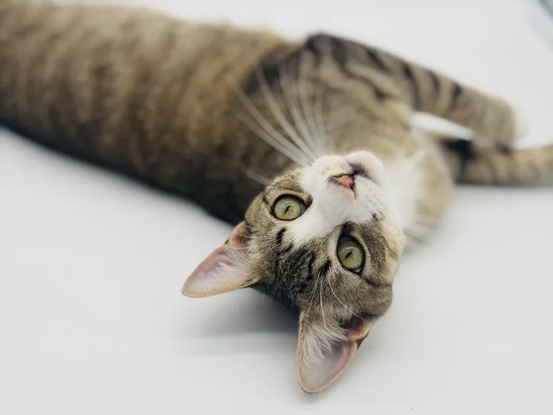 A young medium-sized male Domestic Short Hair cat named Ponder for adoption in Lucedale, MS