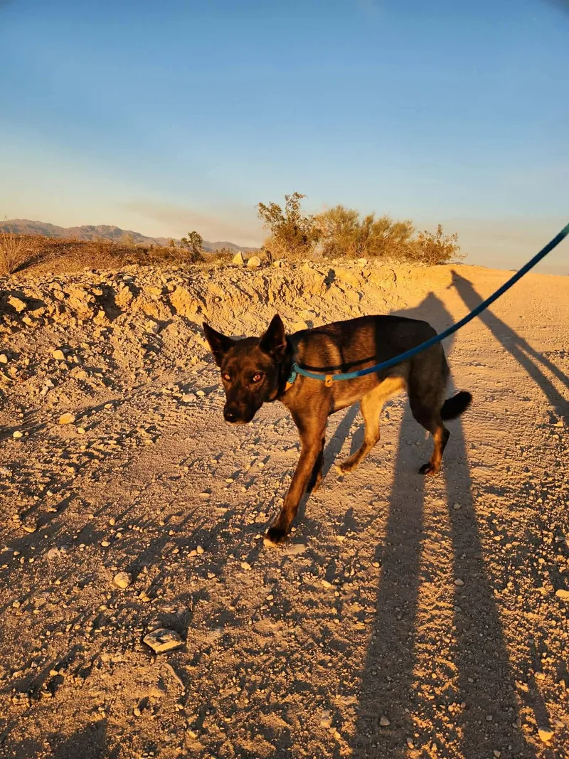 An adult large-sized female Belgian Shepherd / Malinois dog named Maya for adoption in Vancouver, WA