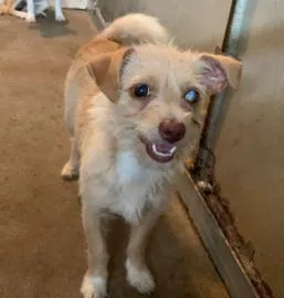 An adult medium-sized female Mixed Breed dog named Ditalini for adoption in West Chester, PA