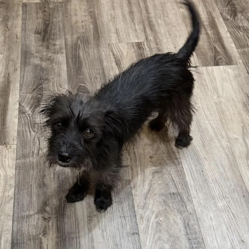 An adult small-sized female Black Terrier dog named Emily Binx for adoption in Las Vegas, NV