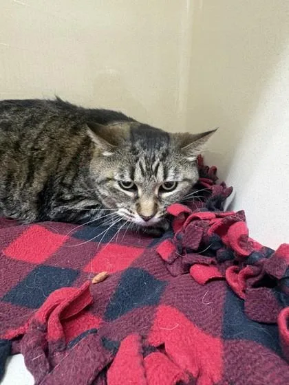 A senior large-sized male Domestic Short Hair cat named Marley for adoption in Pequot Lakes, MN