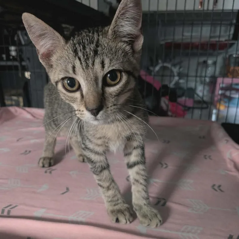 A baby small-sized male Brown / Chocolate Domestic Short Hair cat named Buzz for adoption in Port Richey, FL