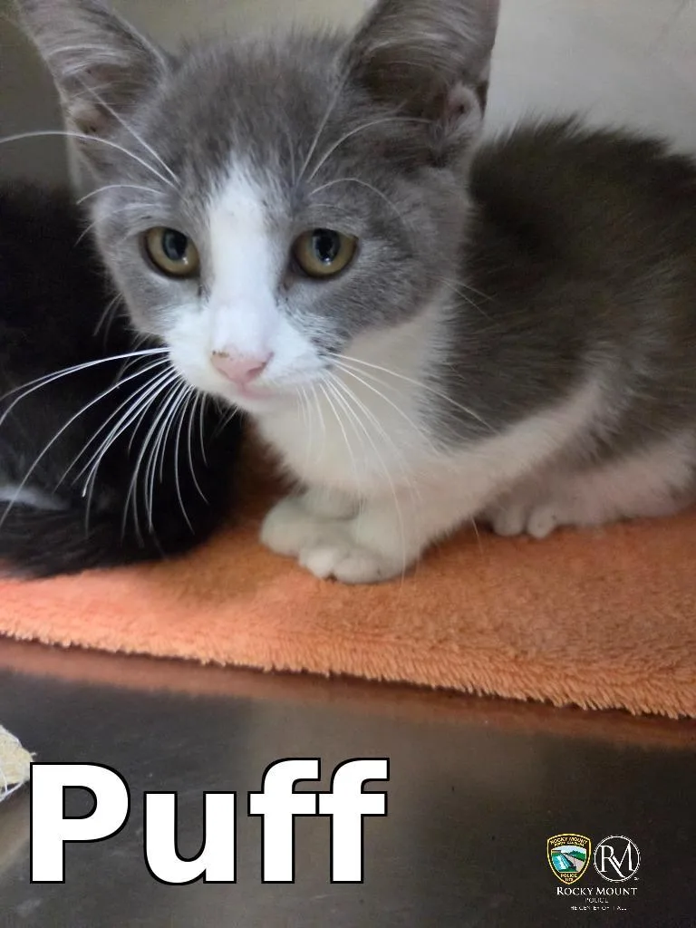 A baby medium-sized female Domestic Short Hair cat named Puff for adoption in Rocky Mount, NC
