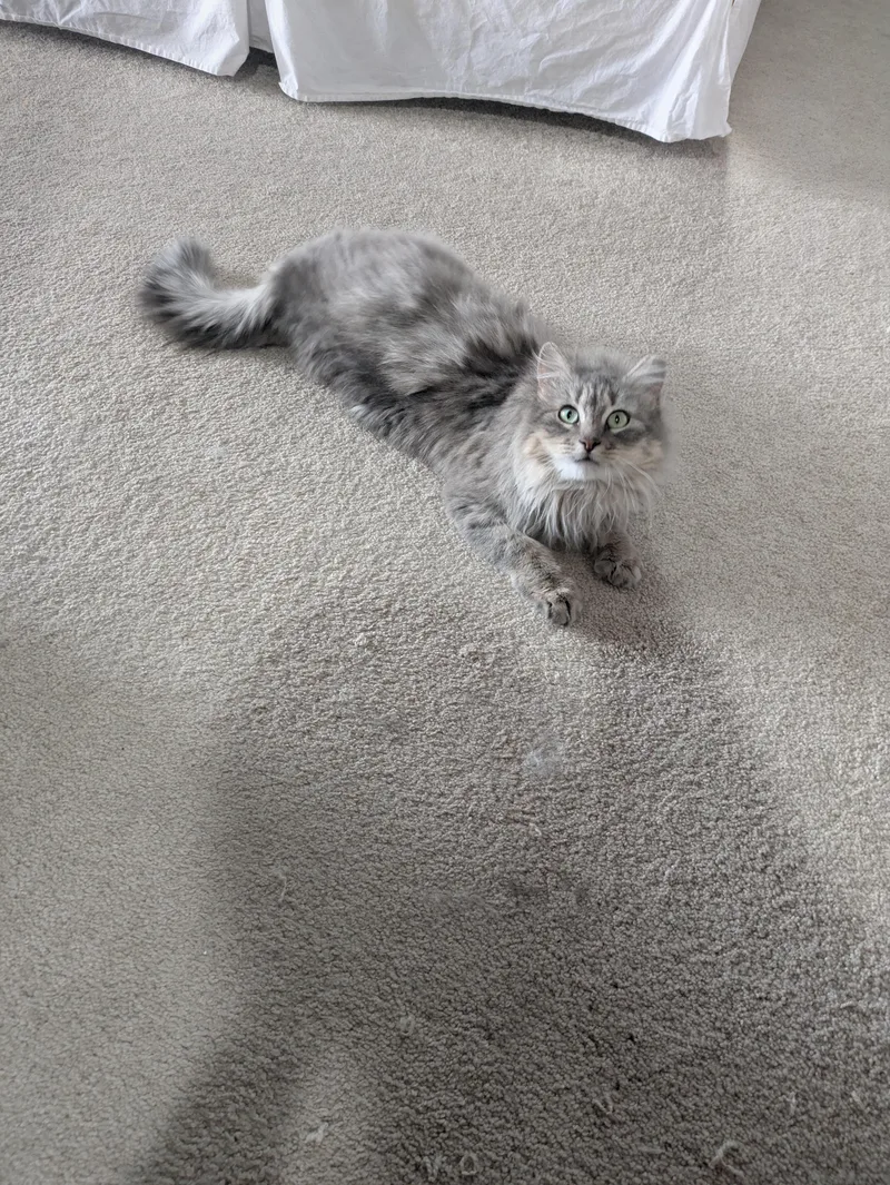 An adult medium-sized female Gray / Blue / Silver Domestic Long Hair cat named Ashley for adoption in Sonoita, AZ