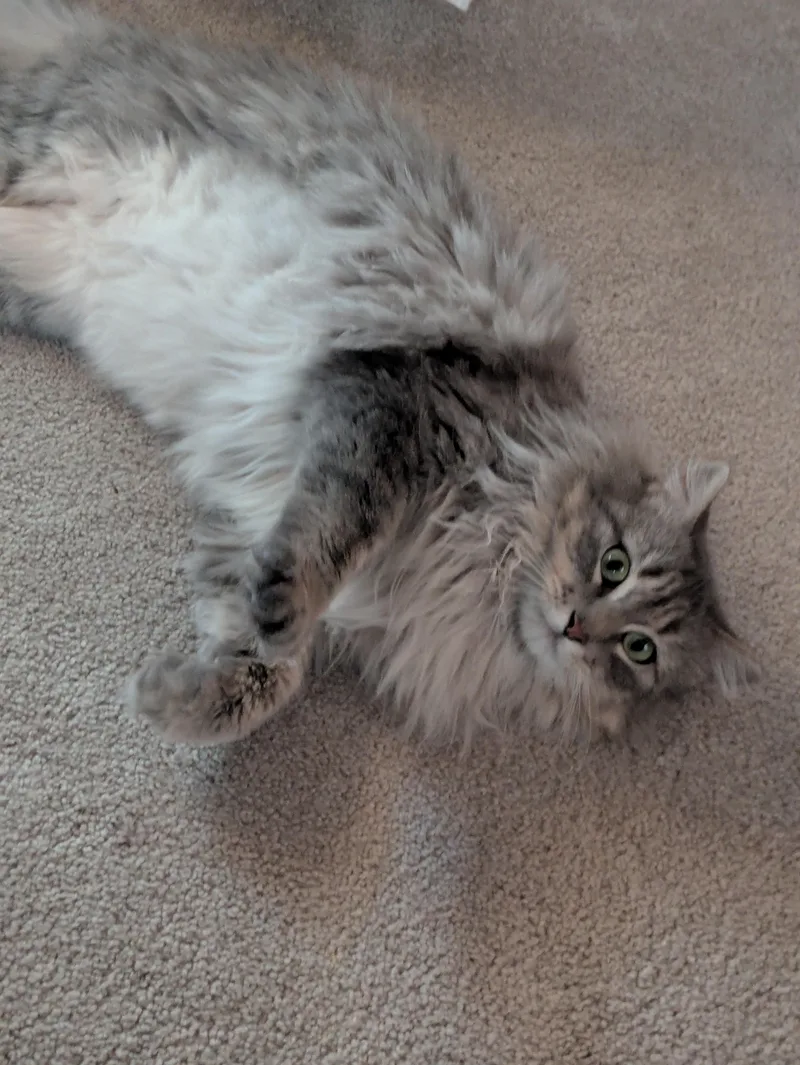 Ashley thumbnail 3