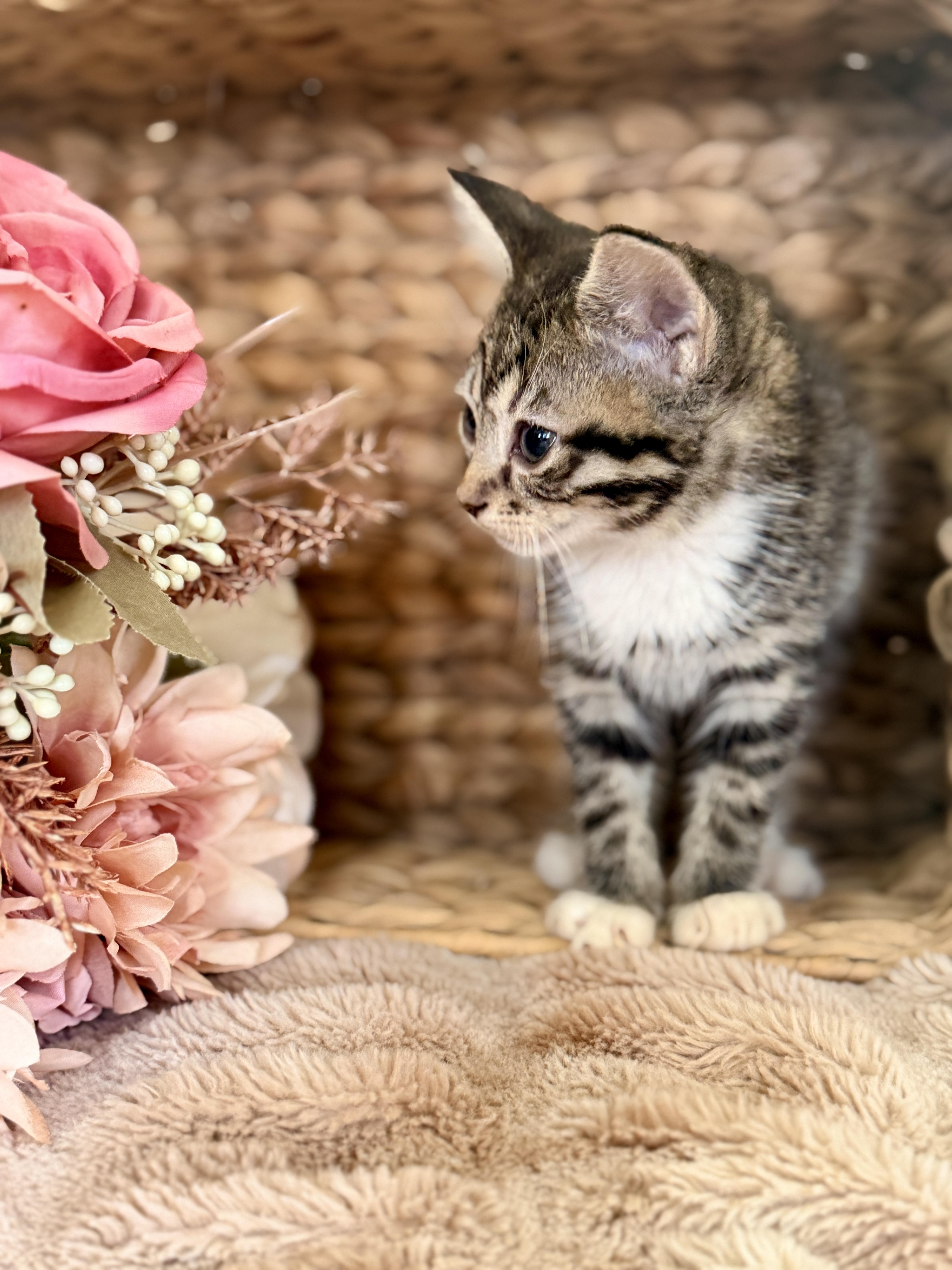 A baby medium-sized male Tabby (Tiger Striped) Domestic Short Hair cat named Duchess Transport for adoption in Gradyville, KY