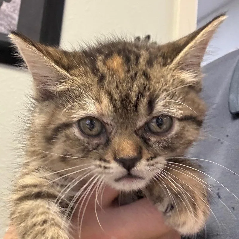 A baby small-sized female Domestic Medium Hair cat named Impala for adoption in Jacksonville, AR