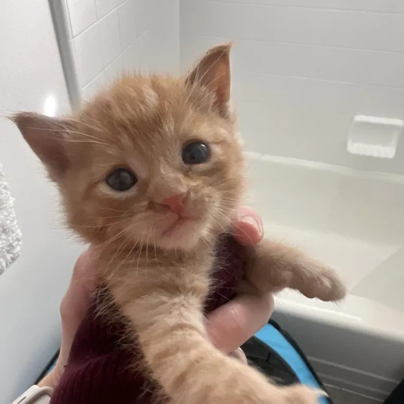 A baby small-sized male Orange / Red Domestic Short Hair cat named Beau for adoption in Los Angeles, CA