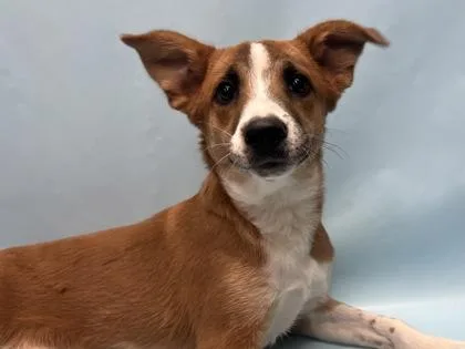 A young medium-sized female Labrador Retriever dog named Coco for adoption in Golden Valley, MN