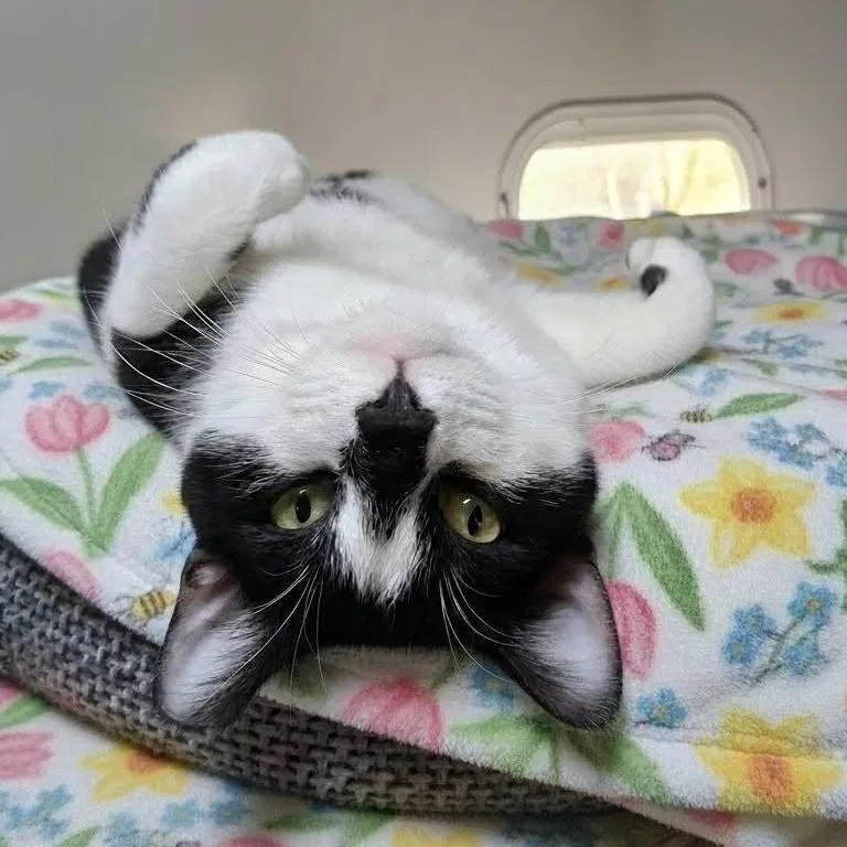 A young medium-sized male Domestic Short Hair cat named Snoopy for adoption in Charleston, SC