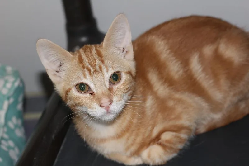 A baby medium-sized male Domestic Short Hair cat named Joseph for adoption in Rockford, IL
