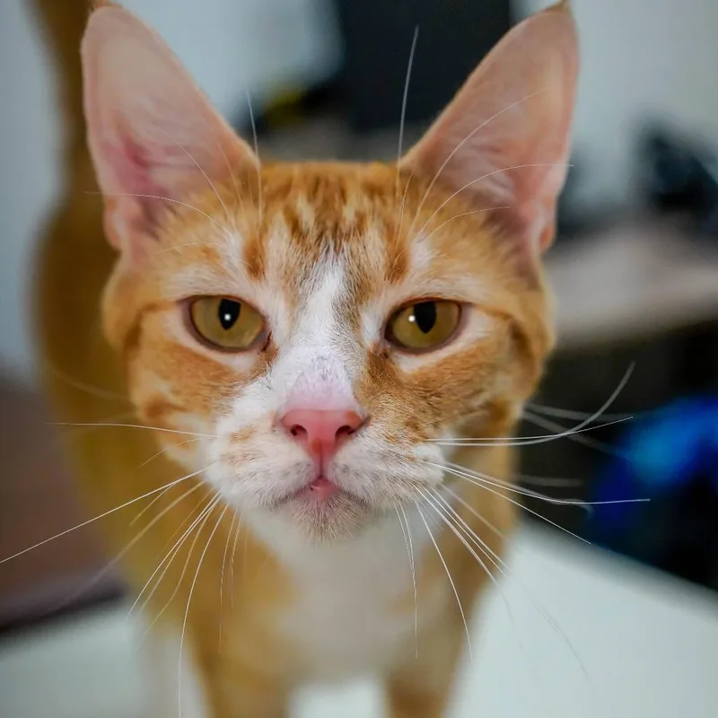 An adult large-sized male Orange / Red Domestic Short Hair cat named Baked Beans for adoption in Thomaston, ME
