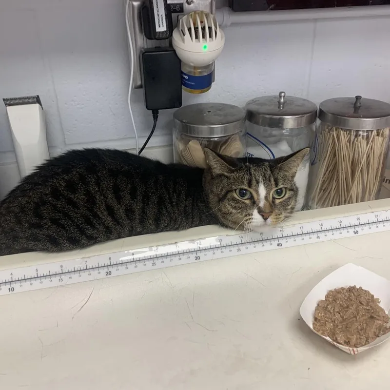 An adult medium-sized female Brown / Chocolate Domestic Short Hair cat named Bianca for adoption in West Palm Beach, FL