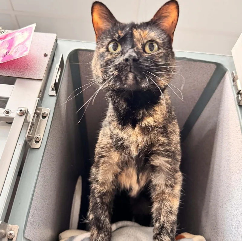 An adult medium-sized female Tortoiseshell Domestic Short Hair cat named Bailey for adoption in Waterloo, IA