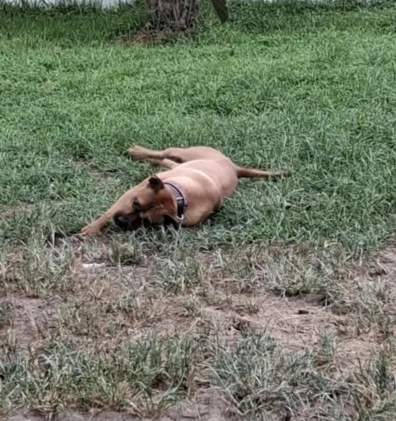 An adult medium-sized female Mixed Breed dog named Nora for adoption in Conway, SC