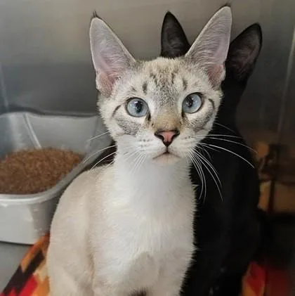 A young small-sized male Siamese cat named Toad for adoption in Beatrice, NE