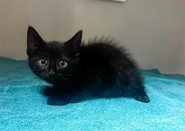 A baby small-sized male Domestic Short Hair cat named Urchin for adoption in Statesville, NC