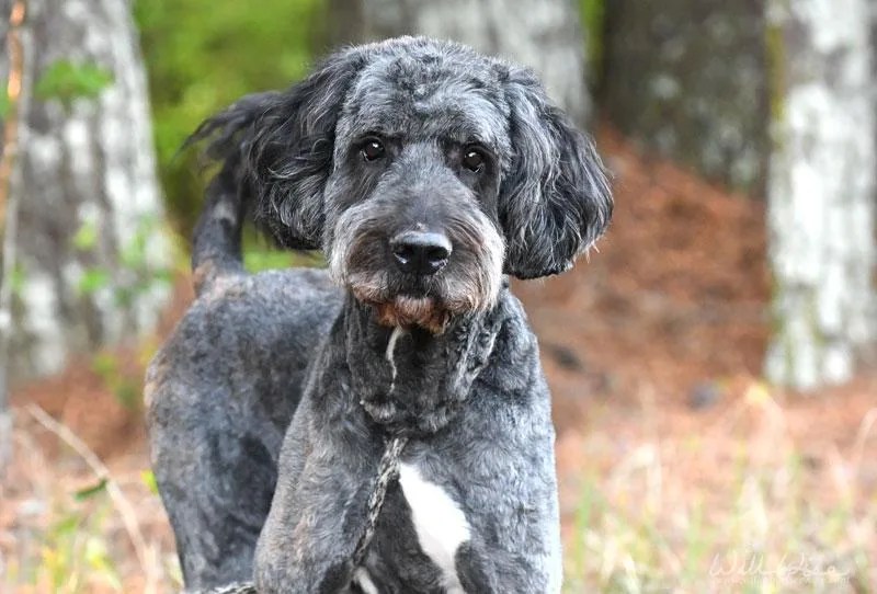 An adult large-sized male Gray / Blue / Silver Standard Poodle dog named Sherwin for adoption in Monroe, GA