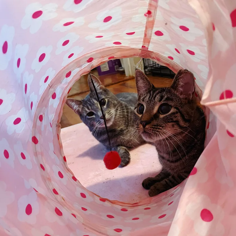 Bonded Brothers Mitch And thumbnail 3