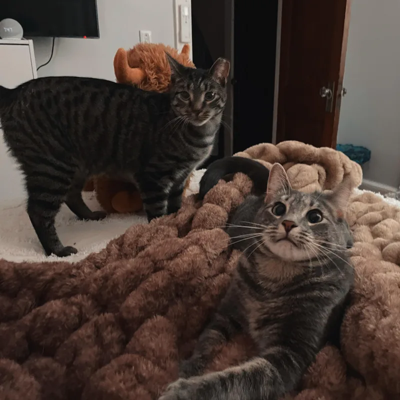 Bonded Brothers Mitch And thumbnail 6