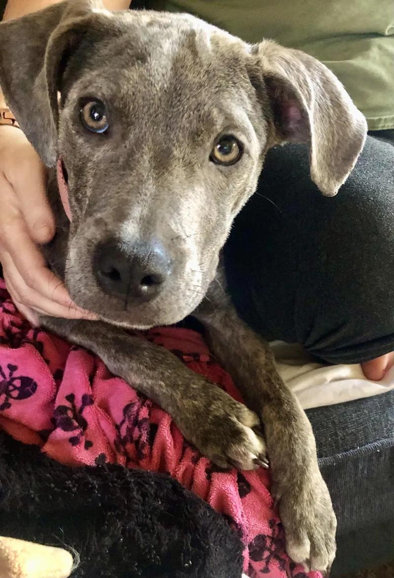 Puppy Hope thumbnail 3