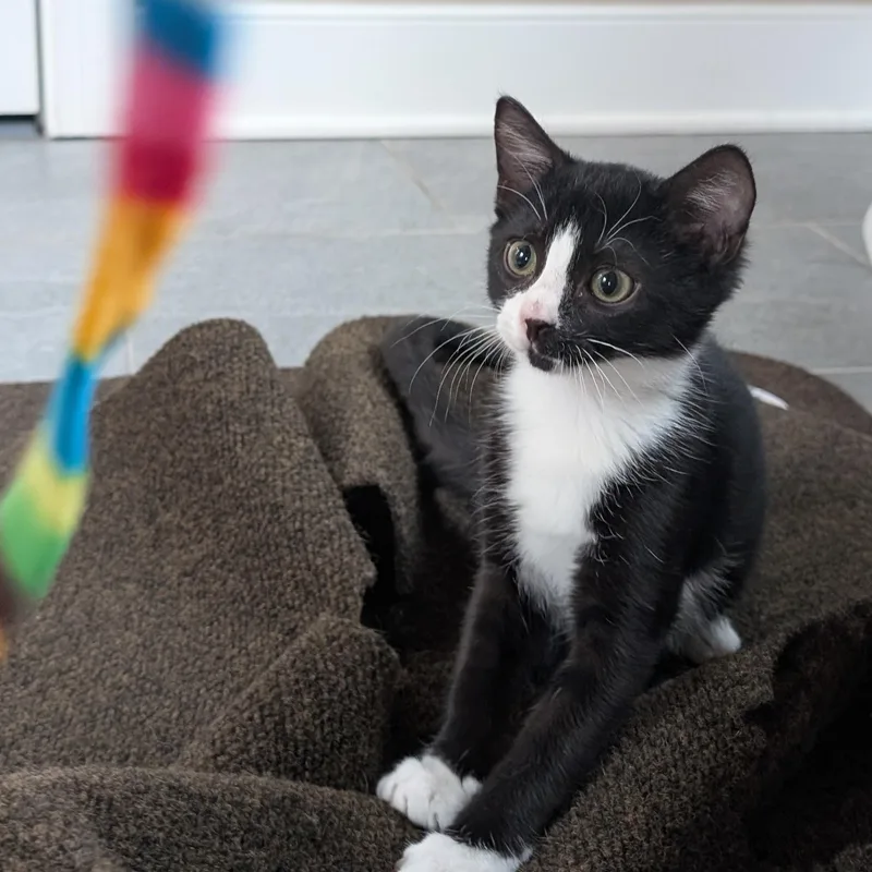 A baby small-sized female Black & White / Tuxedo Domestic Short Hair cat named Kendo for adoption in Richmond, VA