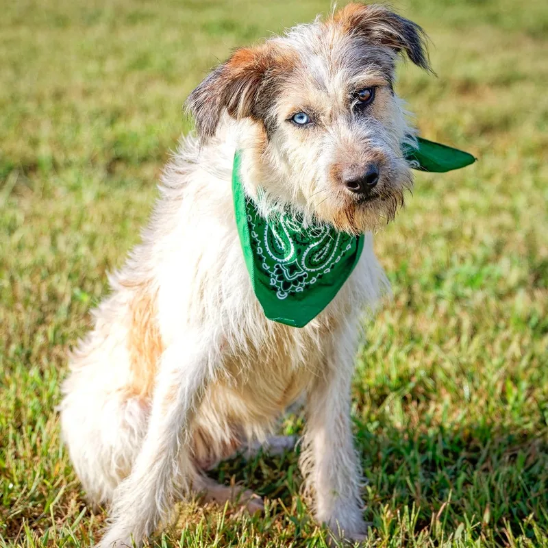 An adult medium-sized male Wirehaired Terrier dog named Harley for adoption in Clarinda, IA