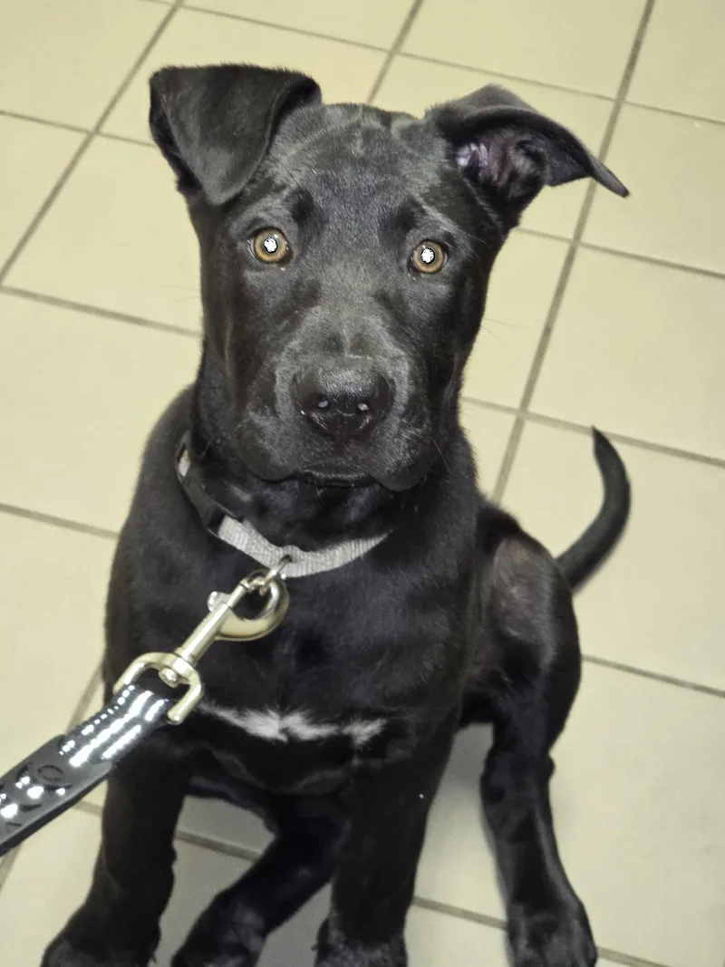 A baby medium-sized female Labrador Retriever dog named Flower for adoption in Manchester, CT