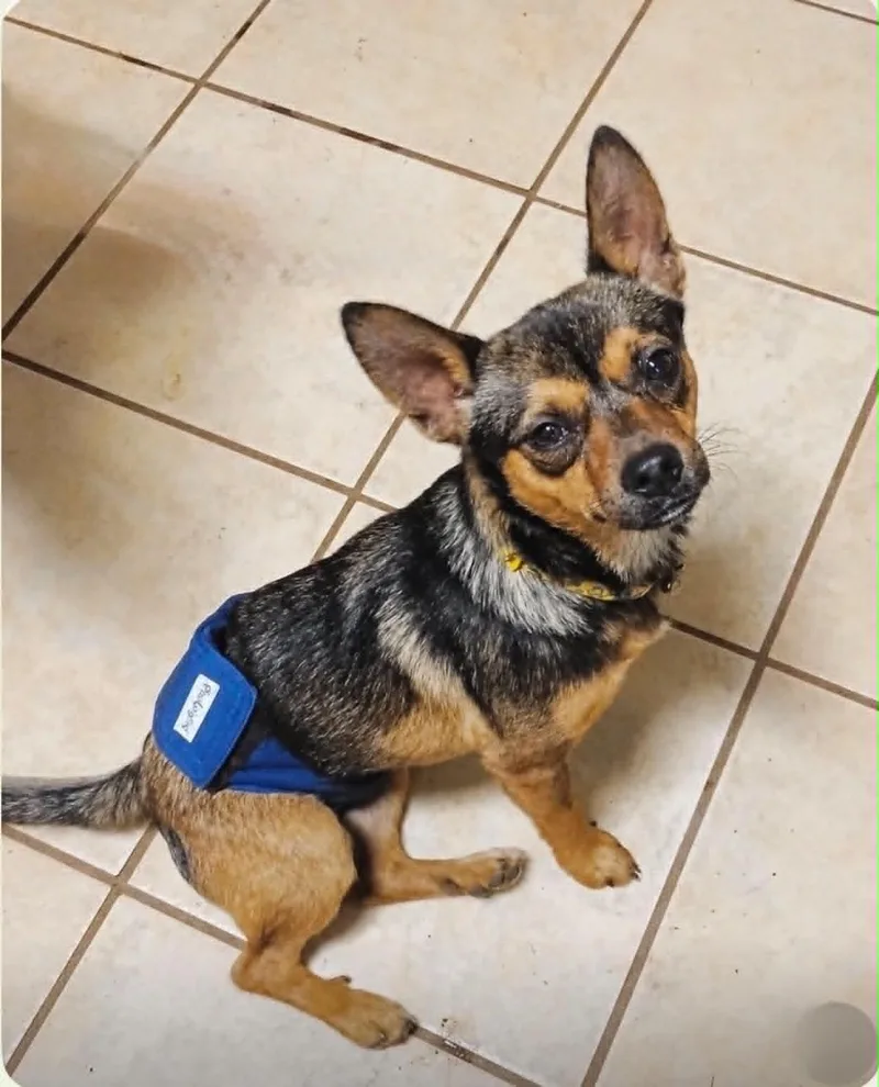 A young small-sized male Chihuahua dog named Peso for adoption in Maiden, NC