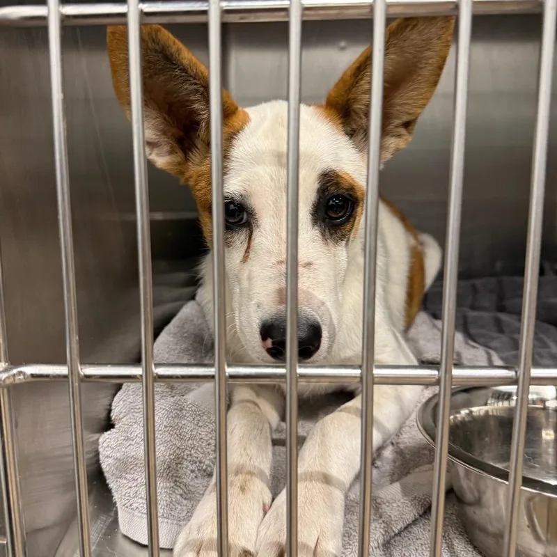 A baby small-sized female White / Cream Corgi dog named Lolly for adoption in Abilene, TX
