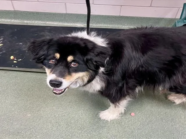 A senior medium-sized female Australian Shepherd dog named Pearl for adoption in Santa Fe, NM