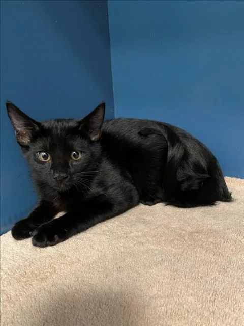 A baby small-sized male Domestic Short Hair cat named Pretzel for adoption in Tracy, CA