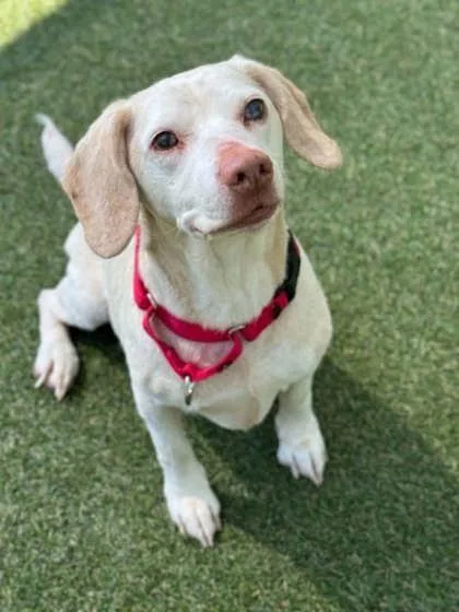 An adult small-sized female Beagle dog named Marmalade for adoption in Gastonia, NC