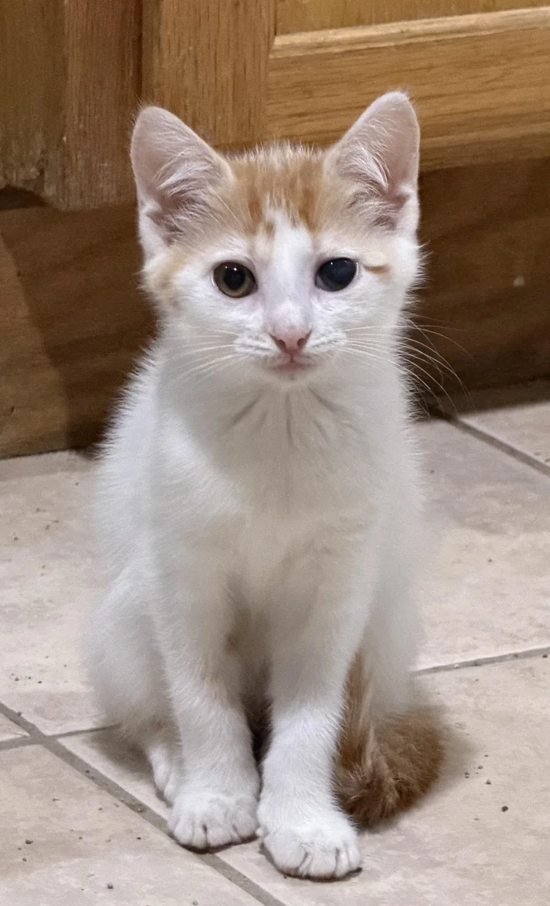 A baby medium-sized female Orange & White Domestic Short Hair cat named Whitaker for adoption in East Hanover, NJ
