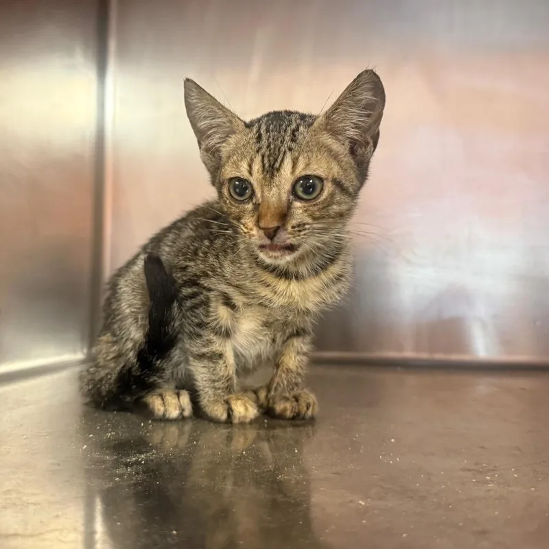 A baby small-sized female Brown / Chocolate Domestic Short Hair cat named Lola for adoption in Hamilton, GA