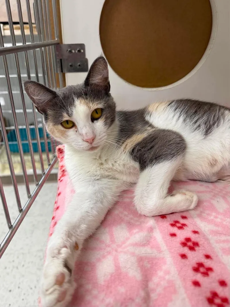 An adult medium-sized female Dilute Calico Domestic Short Hair cat named Calico for adoption in Leitchfield, KY