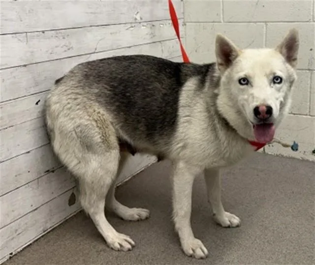 A young medium-sized female Siberian Husky dog named Summer for adoption in San Bernardino, CA