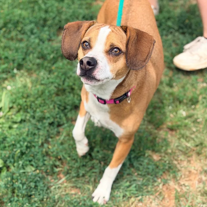 An adult medium-sized male Yellow / Tan / Blond / Fawn Mixed Breed dog named Duke for adoption in Huntington, WV