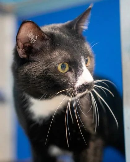 An adult medium-sized male Domestic Short Hair cat named Ivan for adoption in Pequot Lakes, MN