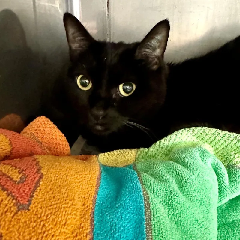 An adult medium-sized female Black Domestic Short Hair cat named Mela for adoption in Long Beach, CA