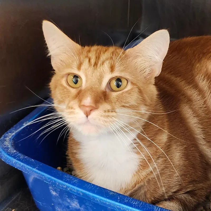 An adult large-sized male Orange / Red Domestic Short Hair cat named Trapper for adoption in Columbia Station, OH